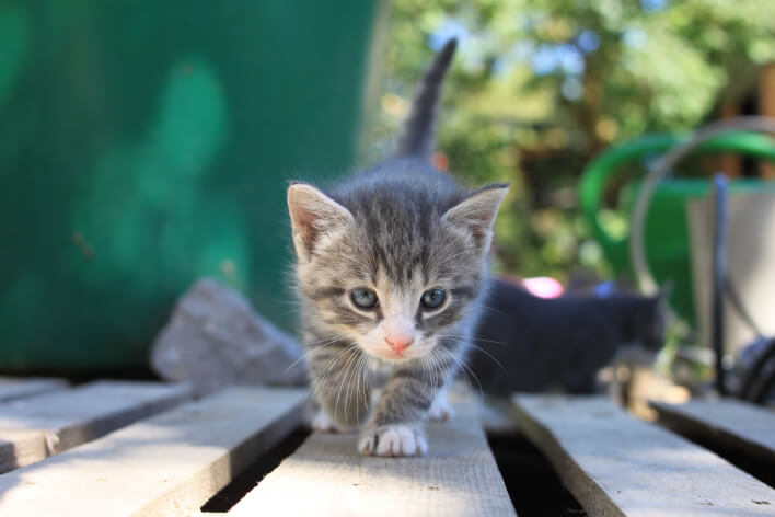 Котенок на охоте Котенок на охоте