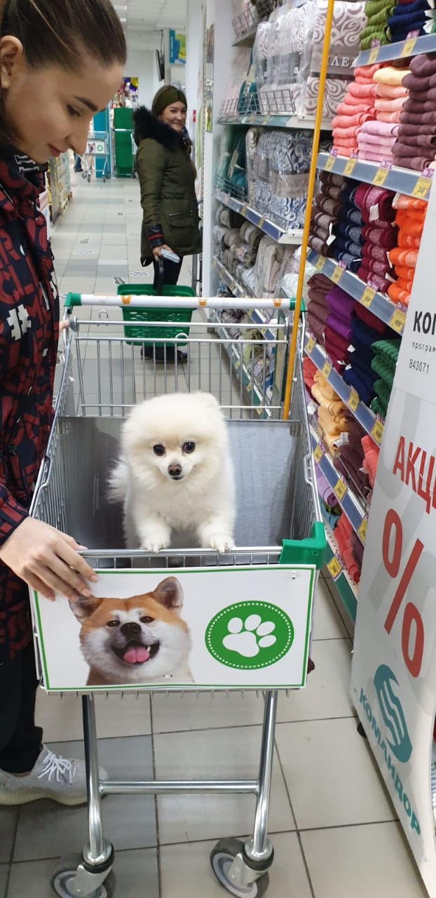 Можно ли в магазин с собакой по закону РФ заходить? Продуктовый магазин с собаками - справедливость для питомцев!