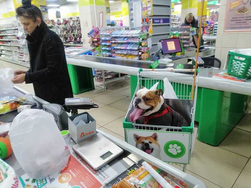 В России начали появляться первые торговые объекты куда пускают посетителей с собаками.