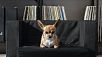 Серия мебели ИКЕА для домашних животных под названием LURVIG